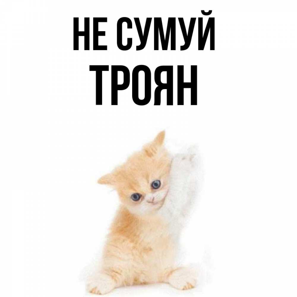 Открытка на каждый день з підписом, Троян Не сумуй просящий кот Прикольна листівка з побажанням онлайн скачати безкоштовно 