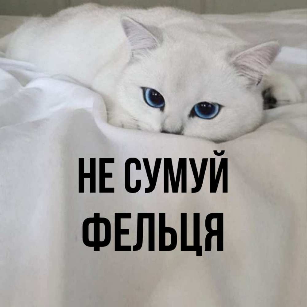 Открытка на каждый день з підписом, Фельця Не сумуй Голубоглазая кошка Прикольна листівка з побажанням онлайн скачати безкоштовно 