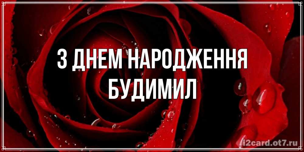 Открытка на каждый день з підписом, Будимил З Днем народження крупная бордовая роза Прикольна листівка з побажанням онлайн скачати безкоштовно 