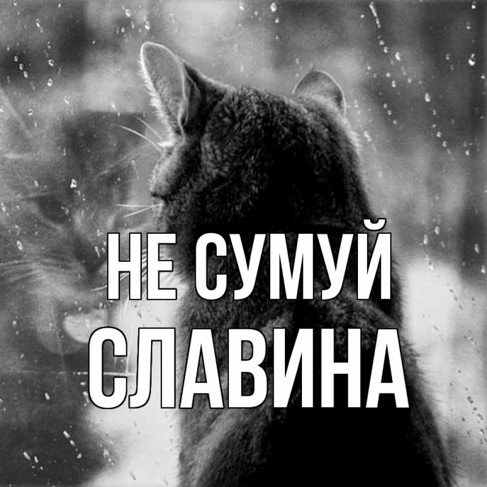Открытка на каждый день з підписом, Славина Не сумуй отражение кота 1 Прикольна листівка з побажанням онлайн скачати безкоштовно 