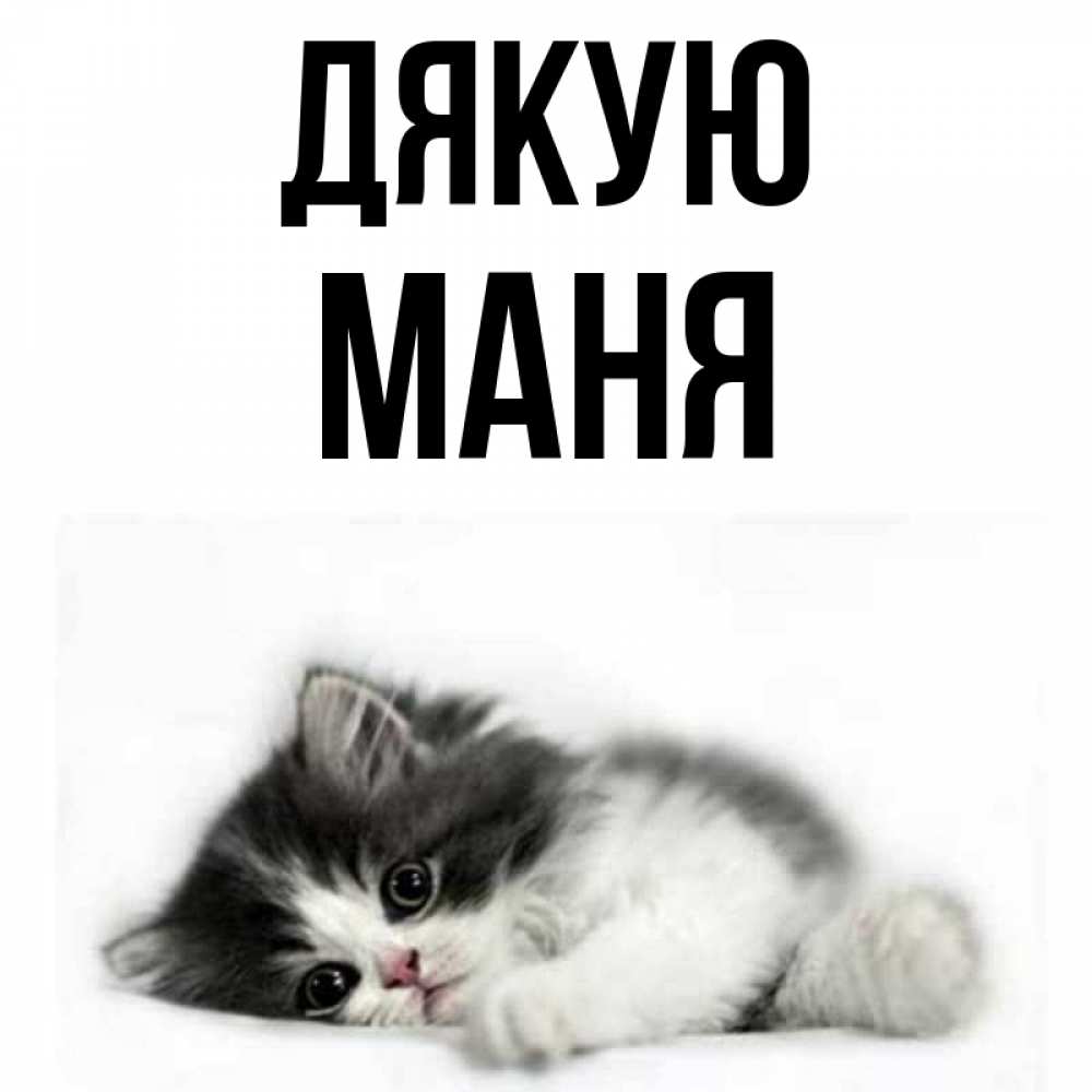 Открытка на каждый день з підписом, Маня Дякую черный и белый кот Прикольна листівка з побажанням онлайн скачати безкоштовно 