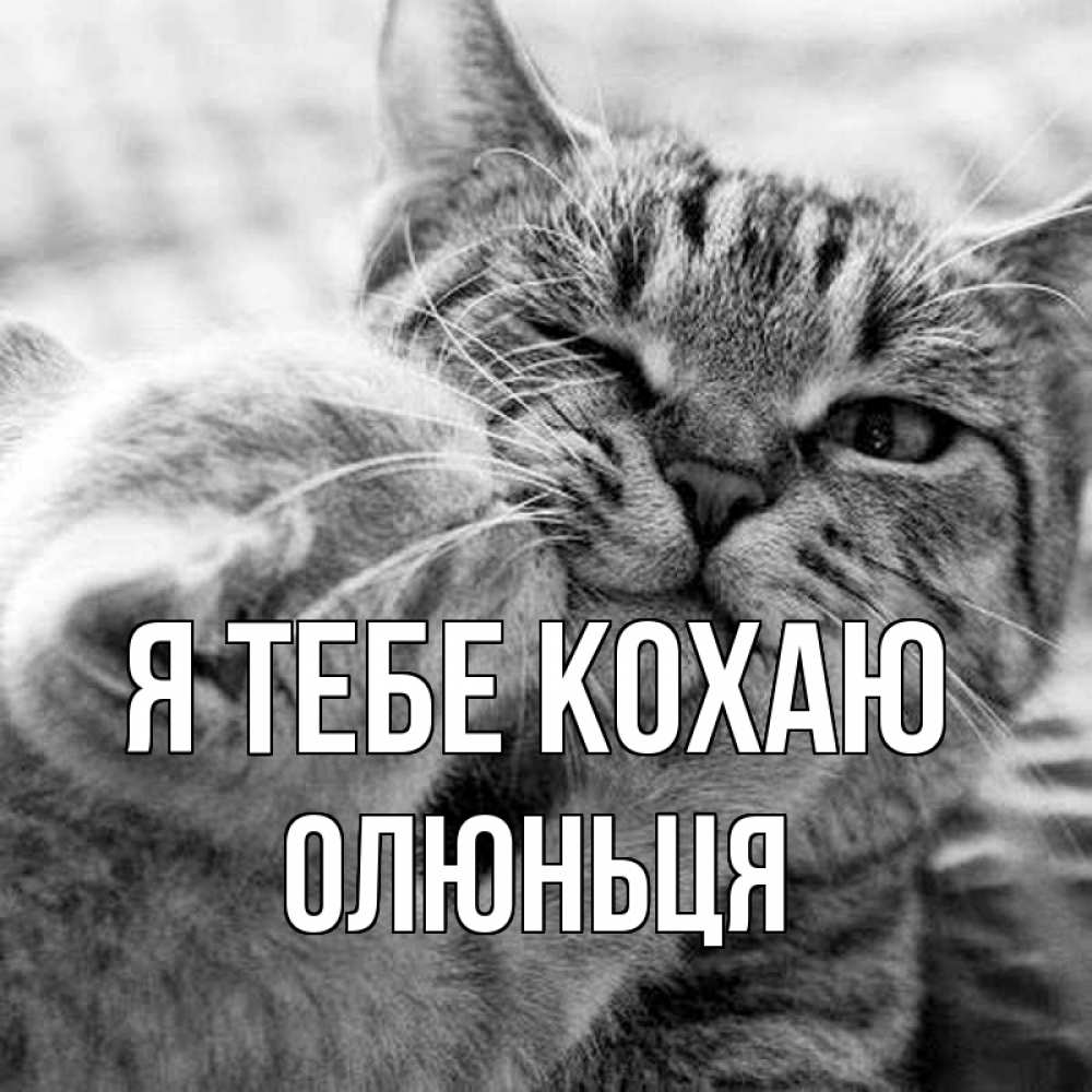 Открытка на каждый день з підписом, Олюньця Я тебе кохаю коты Прикольна листівка з побажанням онлайн скачати безкоштовно 