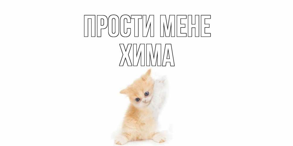 Открытка на каждый день з підписом, Хима Прости мене кот Прикольна листівка з побажанням онлайн скачати безкоштовно 