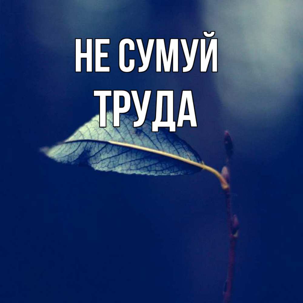 Открытка на каждый день з підписом, Труда Не сумуй растение Прикольна листівка з побажанням онлайн скачати безкоштовно 