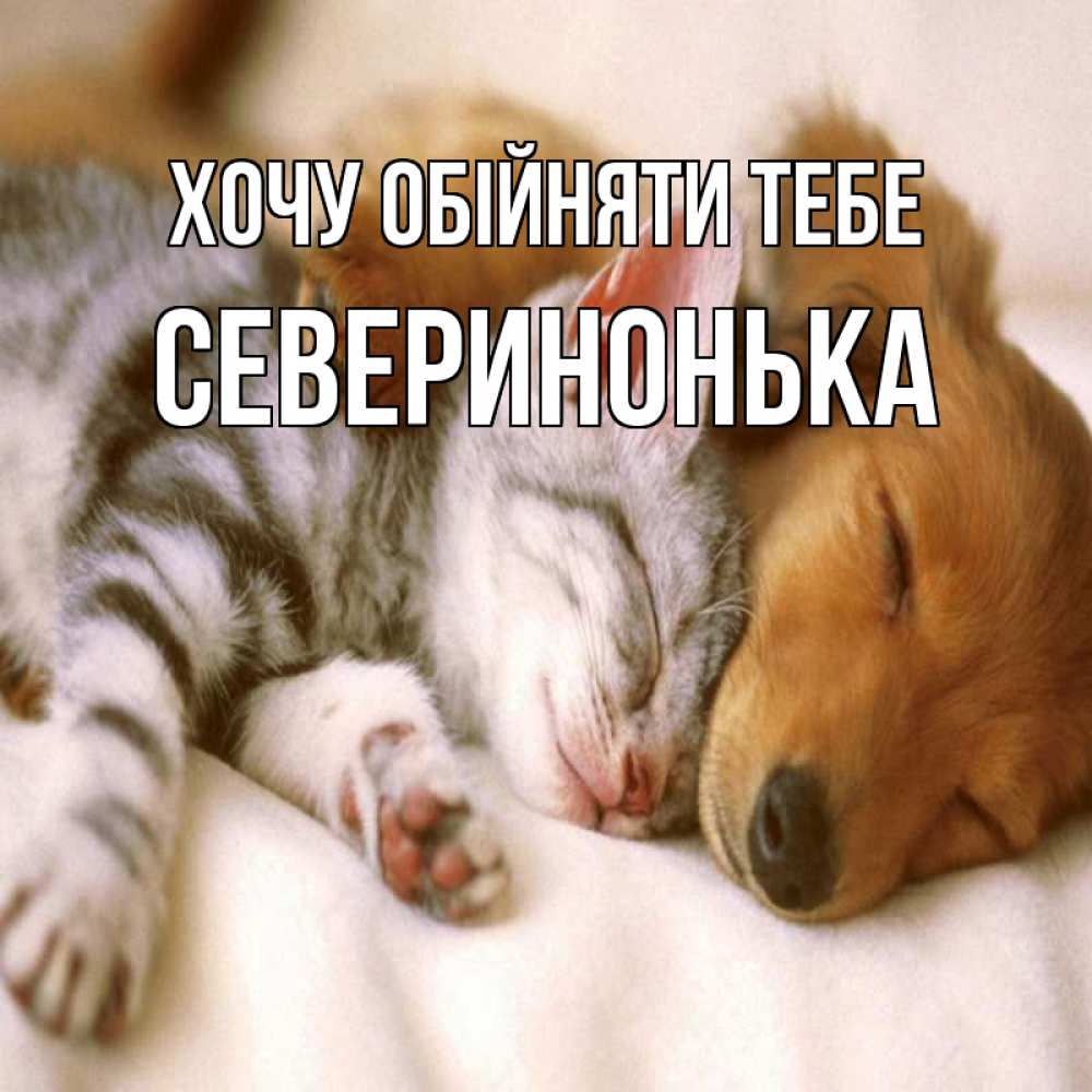 Открытка на каждый день з підписом, Северинонька Хочу обійняти тебе пес и котенок Прикольна листівка з побажанням онлайн скачати безкоштовно 