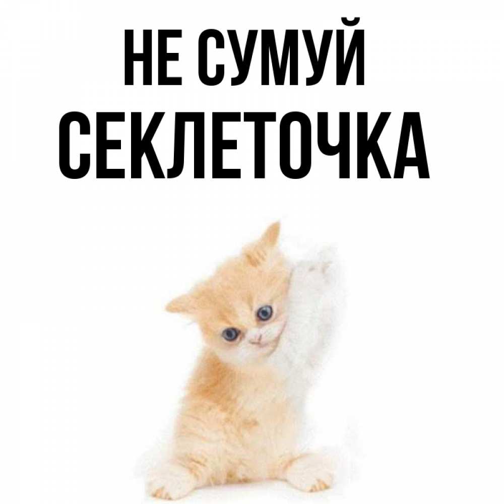Открытка на каждый день з підписом, Секлеточка Не сумуй просящий кот Прикольна листівка з побажанням онлайн скачати безкоштовно 