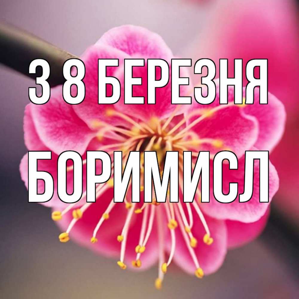 Открытка на каждый день з підписом, Боримисл З 8 БЕРЕЗНЯ цветы Прикольна листівка з побажанням онлайн скачати безкоштовно 