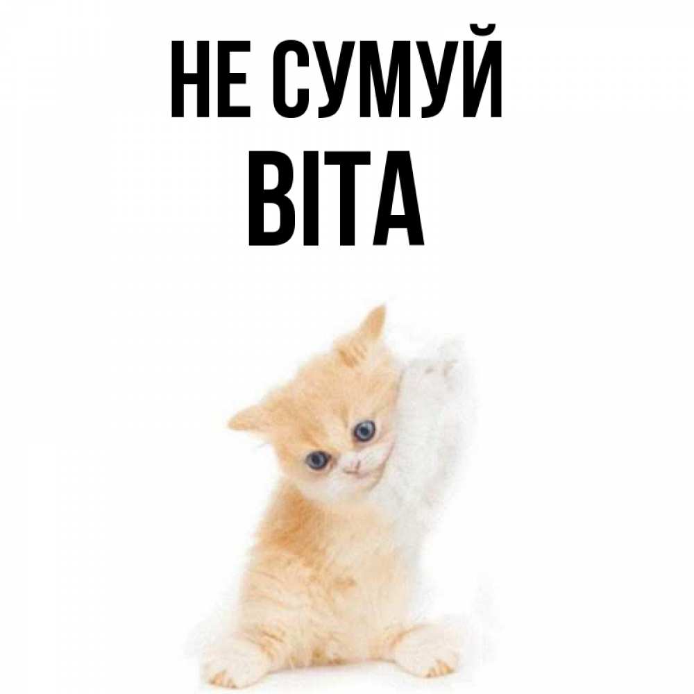 Открытка на каждый день з підписом, Віта Не сумуй просящий кот Прикольна листівка з побажанням онлайн скачати безкоштовно 
