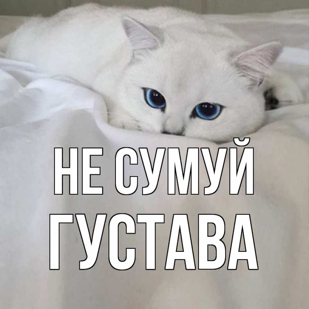 Открытка на каждый день з підписом, Густава Не сумуй белый кот с голубыми глазами на белоснежной кровати Прикольна листівка з побажанням онлайн скачати безкоштовно 