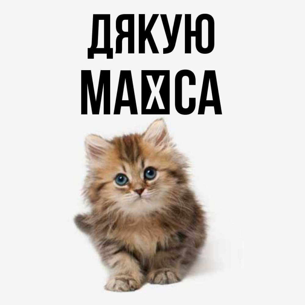 Открытка на каждый день з підписом, Маїса Дякую пушистый котик Прикольна листівка з побажанням онлайн скачати безкоштовно 