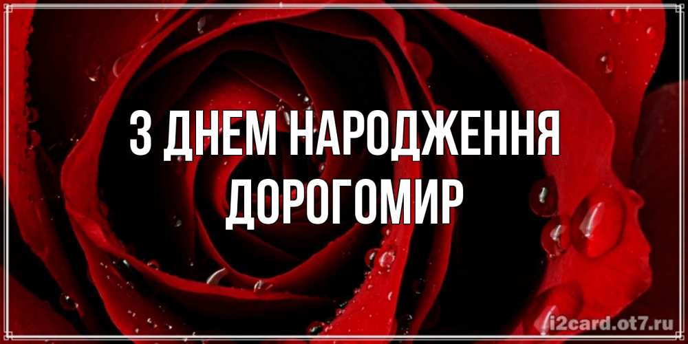 Открытка на каждый день з підписом, Дорогомир З Днем народження крупная бордовая роза Прикольна листівка з побажанням онлайн скачати безкоштовно 