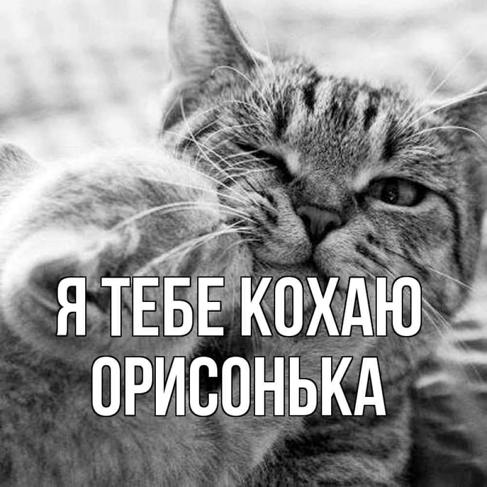 Открытка на каждый день з підписом, Орисонька Я тебе кохаю коты Прикольна листівка з побажанням онлайн скачати безкоштовно 