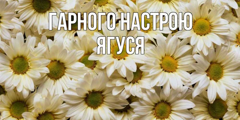 Открытка на каждый день з підписом, Ягуся Гарного настрою крупные ромашки Прикольна листівка з побажанням онлайн скачати безкоштовно 