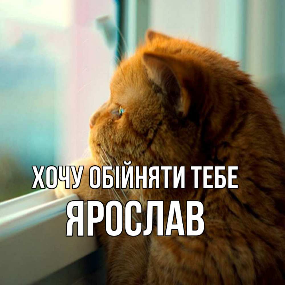 Открытка на каждый день з підписом, Ярослав Хочу обійняти тебе большой огромный рыжий котяра Прикольна листівка з побажанням онлайн скачати безкоштовно 