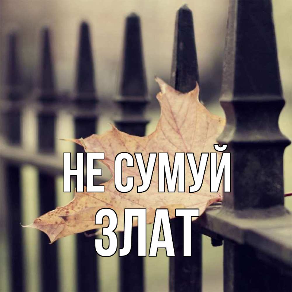 Открытка на каждый день з підписом, Злат Не сумуй лист клена Прикольна листівка з побажанням онлайн скачати безкоштовно 