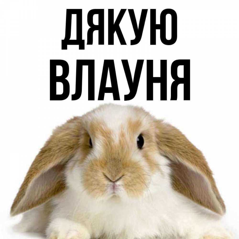 Открытка на каждый день з підписом, Влауня Дякую коричнево белый заяц Прикольна листівка з побажанням онлайн скачати безкоштовно 