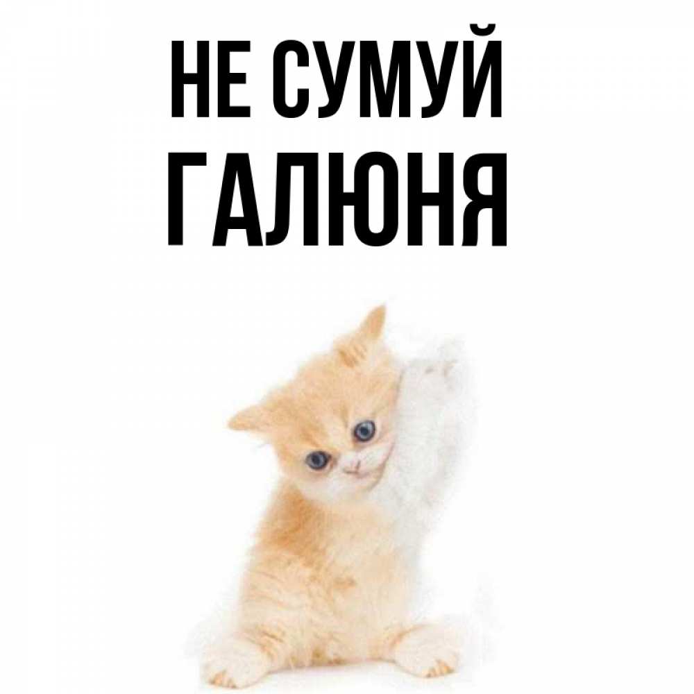 Открытка на каждый день з підписом, Галюня Не сумуй просящий кот Прикольна листівка з побажанням онлайн скачати безкоштовно 
