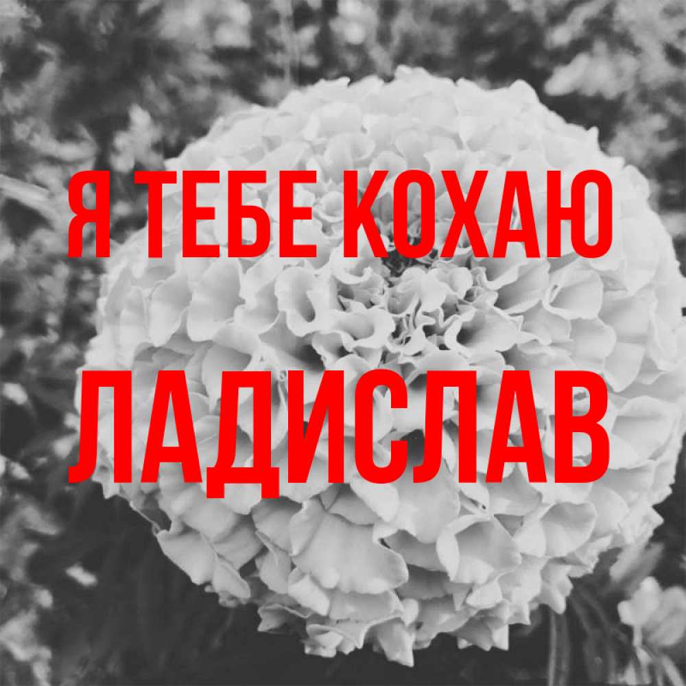 Открытка на каждый день з підписом, Ладислав Я тебе кохаю подпись Прикольна листівка з побажанням онлайн скачати безкоштовно 