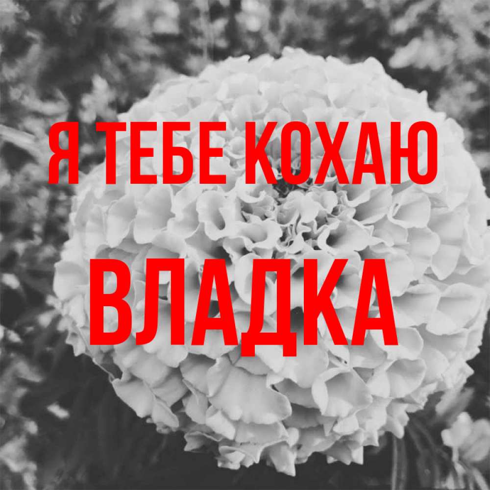 Открытка на каждый день з підписом, Владка Я тебе кохаю подпись Прикольна листівка з побажанням онлайн скачати безкоштовно 