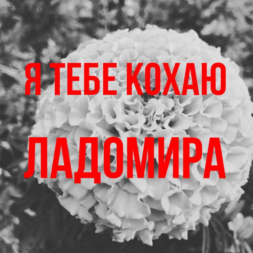 Открытка на каждый день з підписом, Ладомира Я тебе кохаю подпись Прикольна листівка з побажанням онлайн скачати безкоштовно 