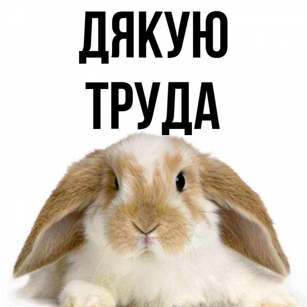 Открытка на каждый день з підписом, Труда Дякую коричнево белый заяц Прикольна листівка з побажанням онлайн скачати безкоштовно 