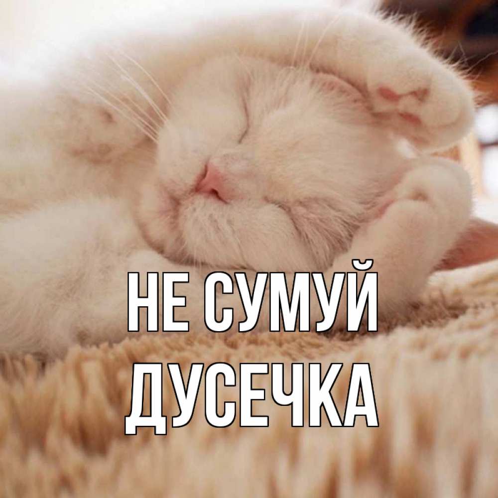 Открытка на каждый день з підписом, Дусечка Не сумуй белый кот Прикольна листівка з побажанням онлайн скачати безкоштовно 