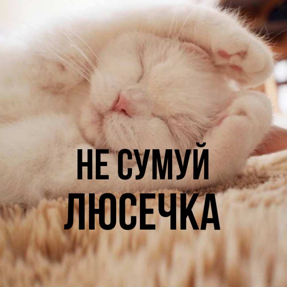 Открытка на каждый день з підписом, Люсечка Не сумуй Котенок спит Прикольна листівка з побажанням онлайн скачати безкоштовно 