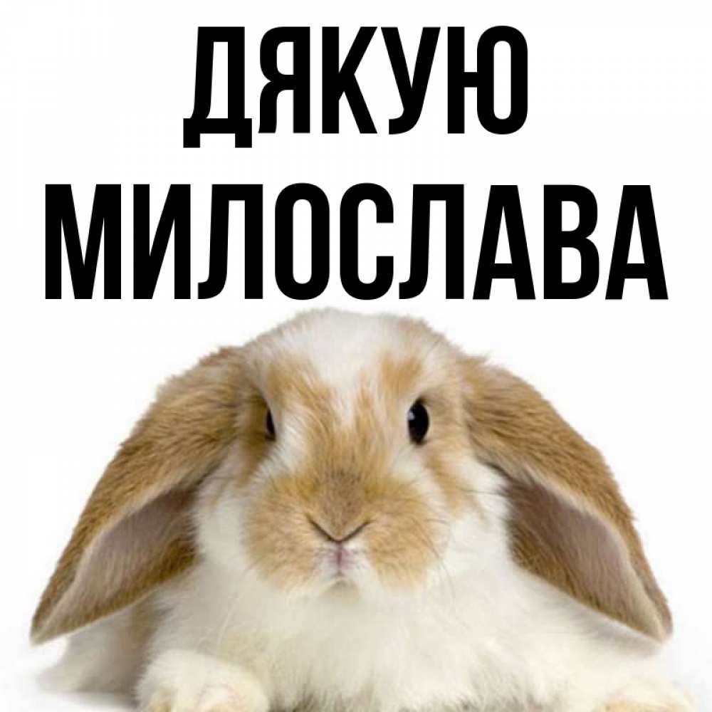 Открытка на каждый день з підписом, Милослава Дякую коричнево белый заяц Прикольна листівка з побажанням онлайн скачати безкоштовно 