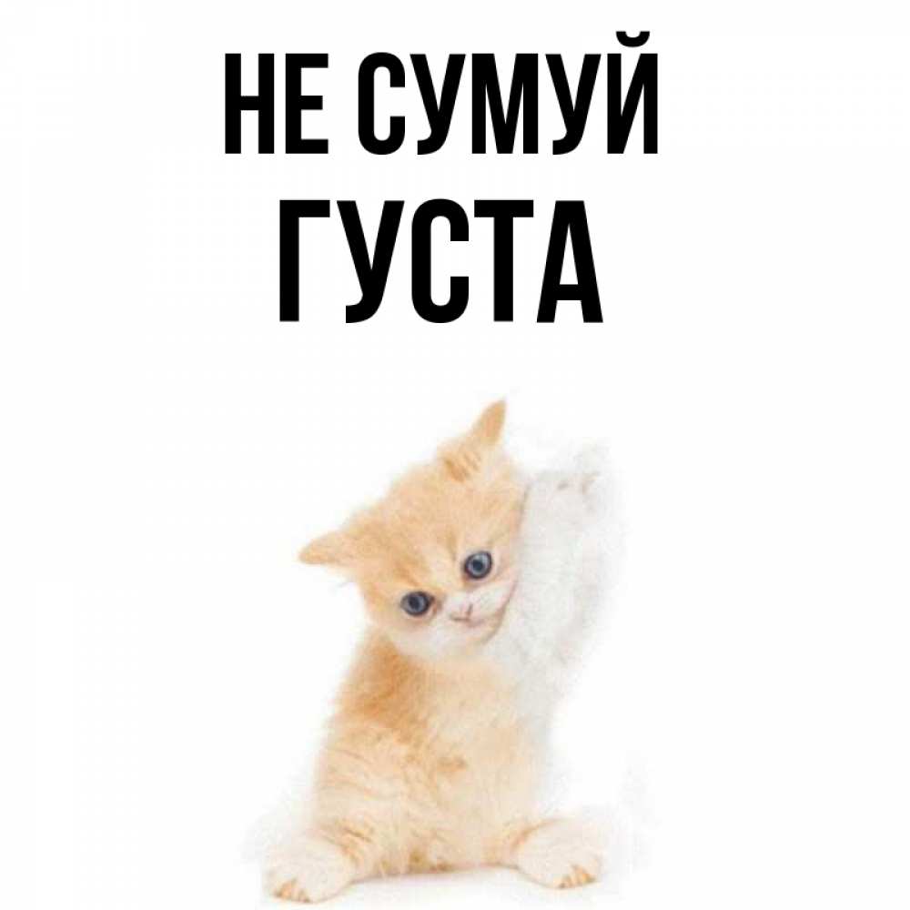 Открытка на каждый день з підписом, Густа Не сумуй просящий кот Прикольна листівка з побажанням онлайн скачати безкоштовно 