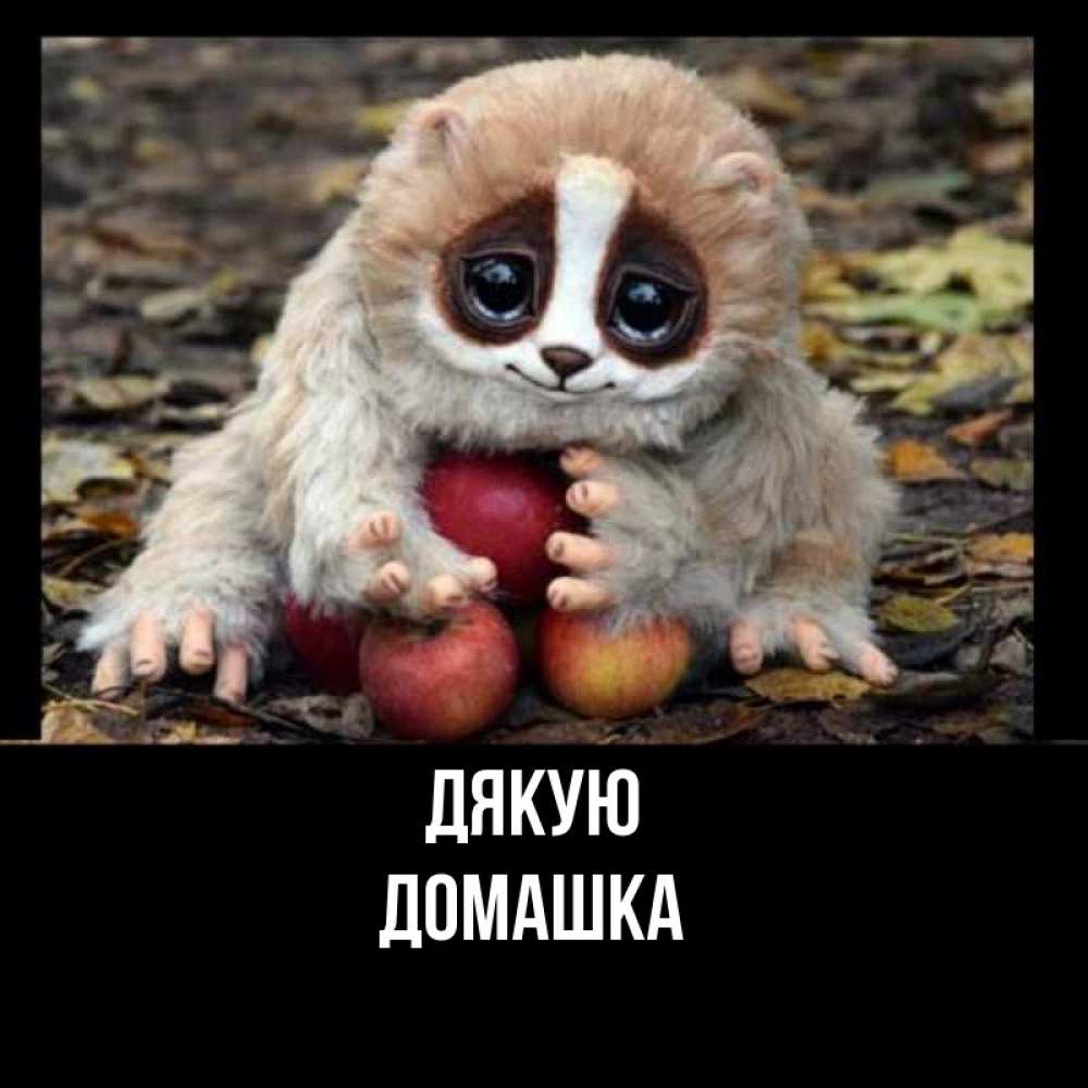 Открытка на каждый день з підписом, Домашка Дякую прикольное животное Прикольна листівка з побажанням онлайн скачати безкоштовно 