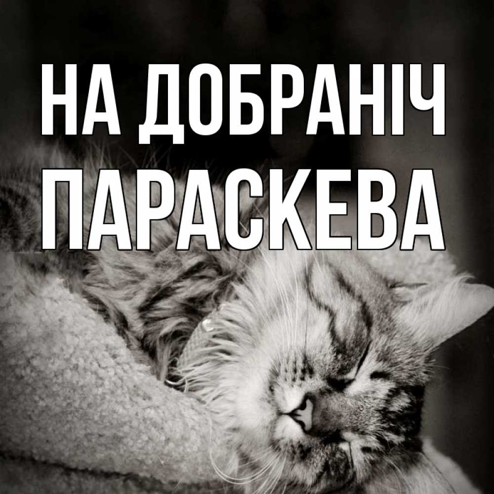 Открытка на каждый день з підписом, Параскева На добраніч котярик пушистый Прикольна листівка з побажанням онлайн скачати безкоштовно 