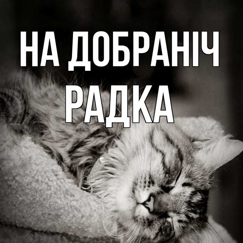 Открытка на каждый день з підписом, Радка На добраніч котярик пушистый Прикольна листівка з побажанням онлайн скачати безкоштовно 