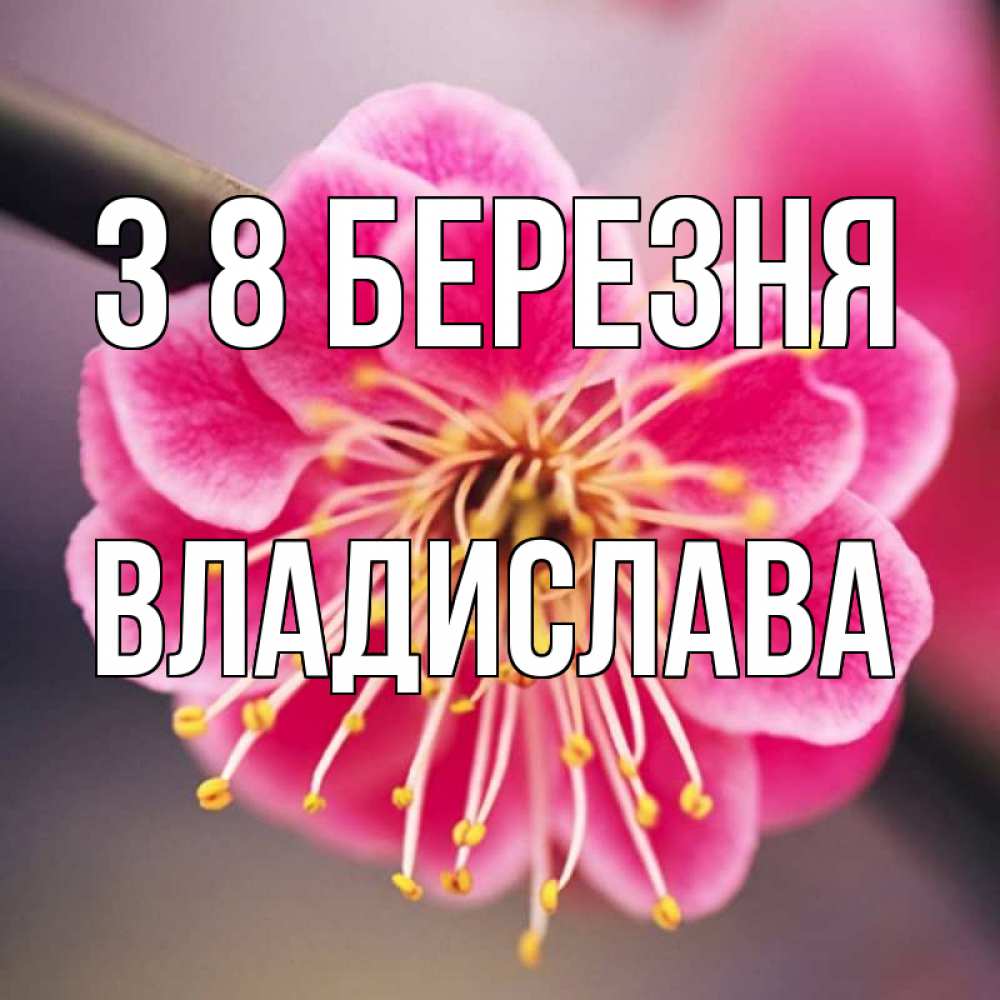 Открытка на каждый день з підписом, Владислава З 8 БЕРЕЗНЯ цветы Прикольна листівка з побажанням онлайн скачати безкоштовно 