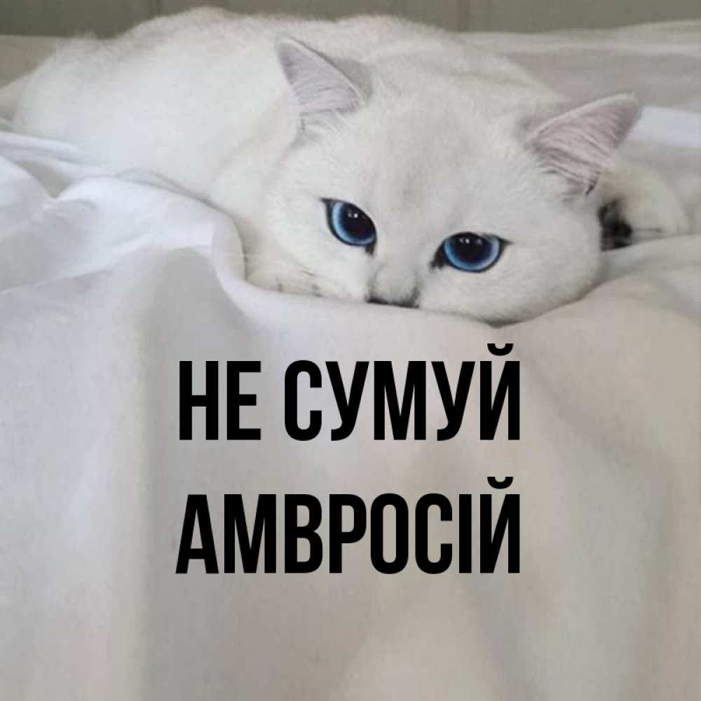 Открытка на каждый день з підписом, Амвросій Не сумуй Голубоглазая кошка Прикольна листівка з побажанням онлайн скачати безкоштовно 