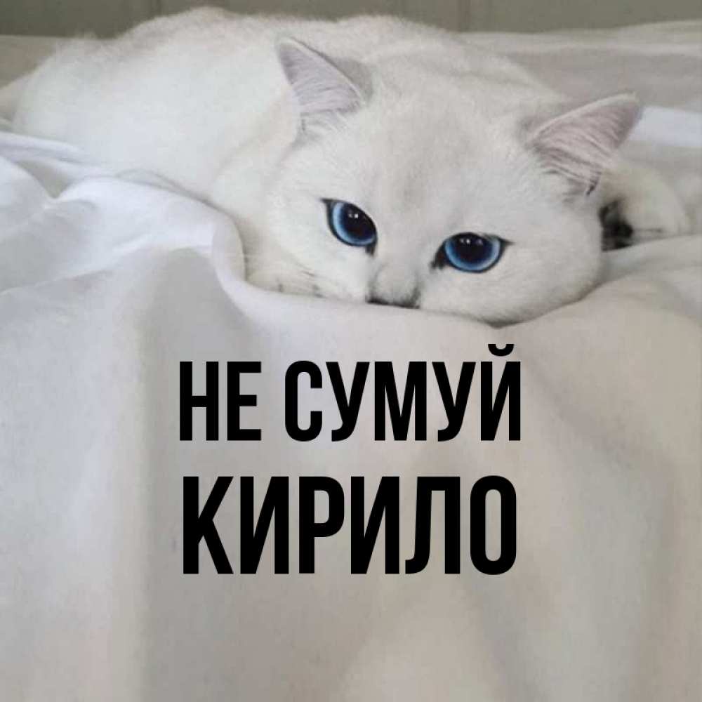 Открытка на каждый день з підписом, Кирило Не сумуй Голубоглазая кошка Прикольна листівка з побажанням онлайн скачати безкоштовно 