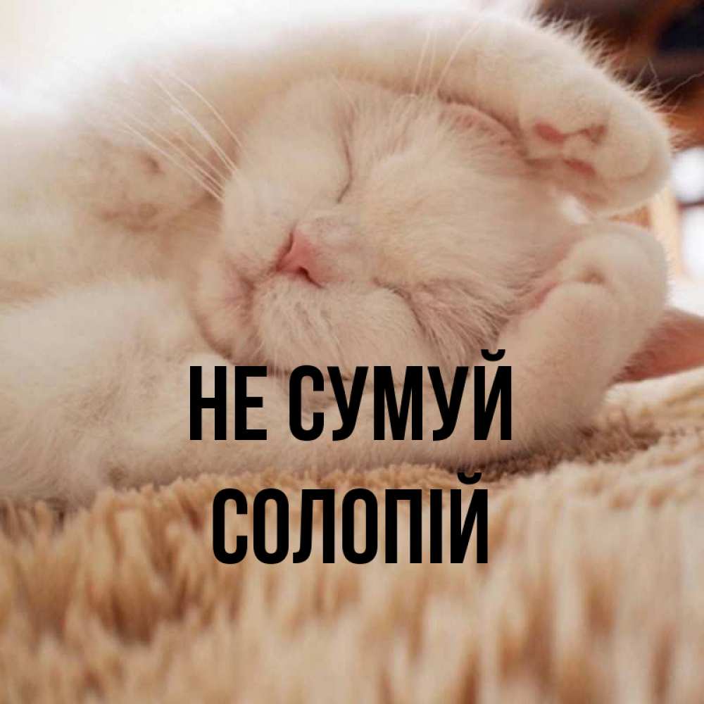 Открытка на каждый день з підписом, Солопій Не сумуй Котенок спит Прикольна листівка з побажанням онлайн скачати безкоштовно 