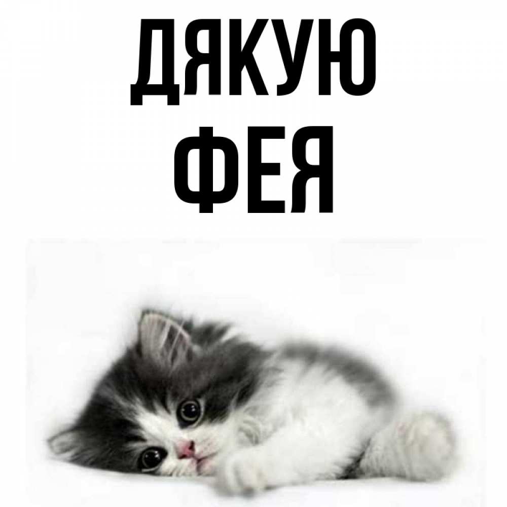 Открытка на каждый день з підписом, Фея Дякую черный и белый кот Прикольна листівка з побажанням онлайн скачати безкоштовно 