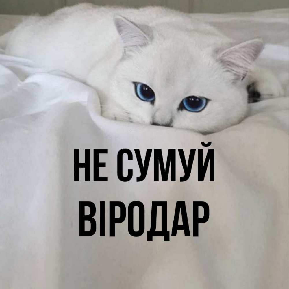 Открытка на каждый день з підписом, Віродар Не сумуй Голубоглазая кошка Прикольна листівка з побажанням онлайн скачати безкоштовно 
