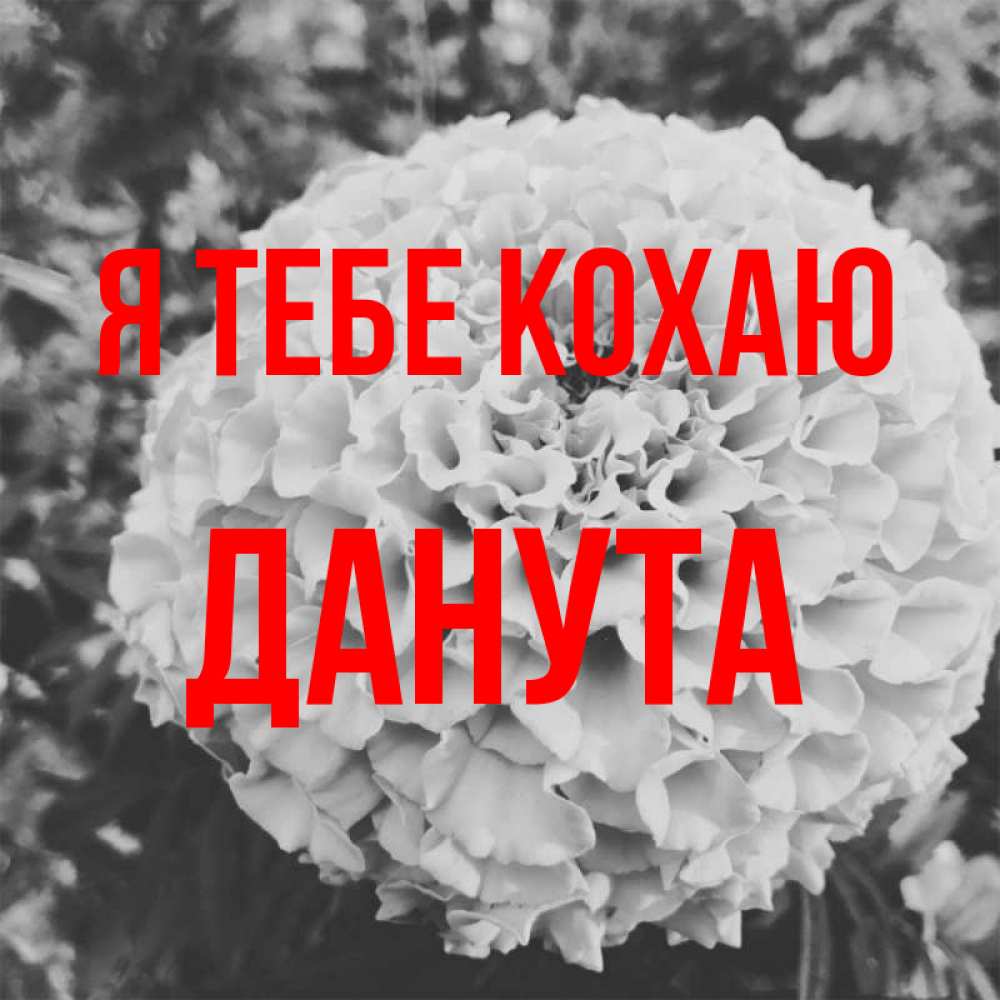 Открытка на каждый день з підписом, Данута Я тебе кохаю подпись Прикольна листівка з побажанням онлайн скачати безкоштовно 
