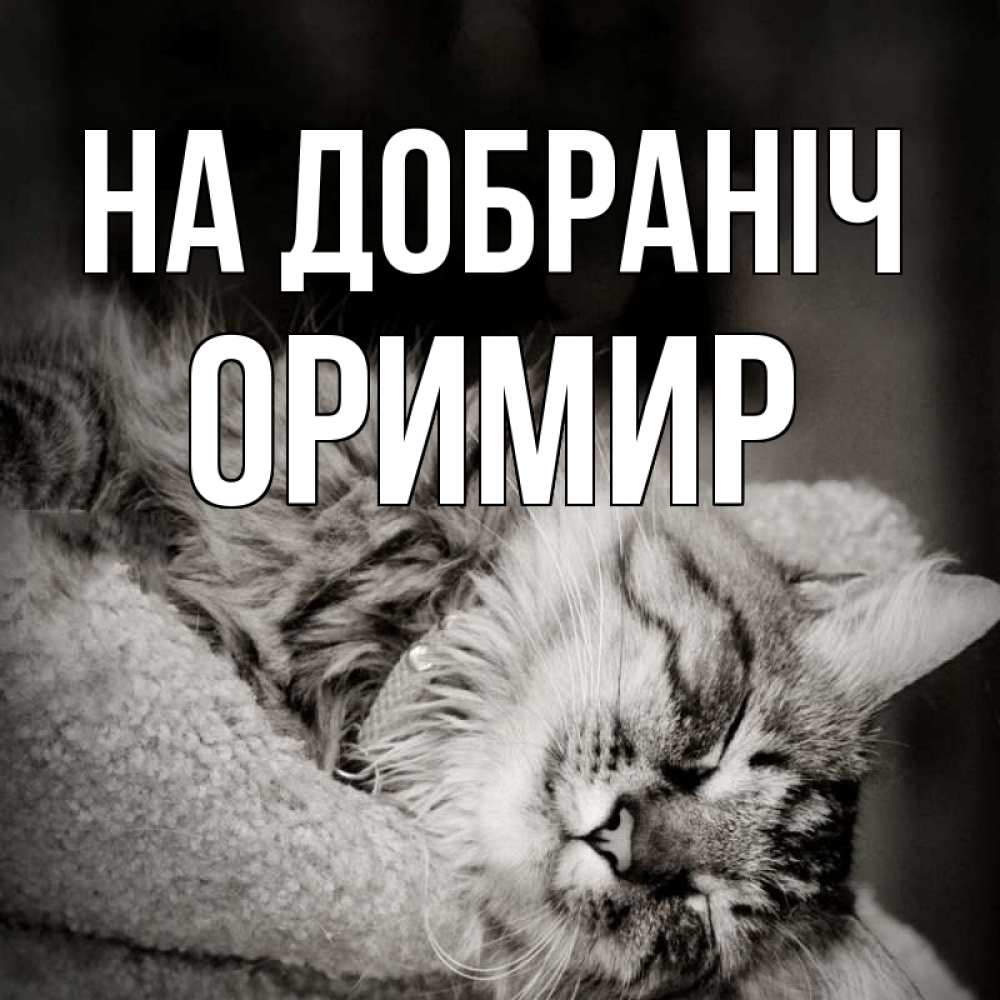 Открытка на каждый день з підписом, Оримир На добраніч котярик пушистый Прикольна листівка з побажанням онлайн скачати безкоштовно 