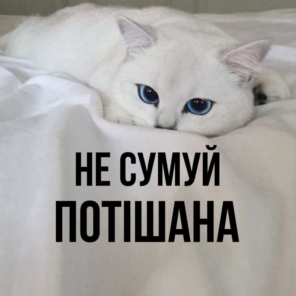 Открытка на каждый день з підписом, Потішана Не сумуй Голубоглазая кошка Прикольна листівка з побажанням онлайн скачати безкоштовно 
