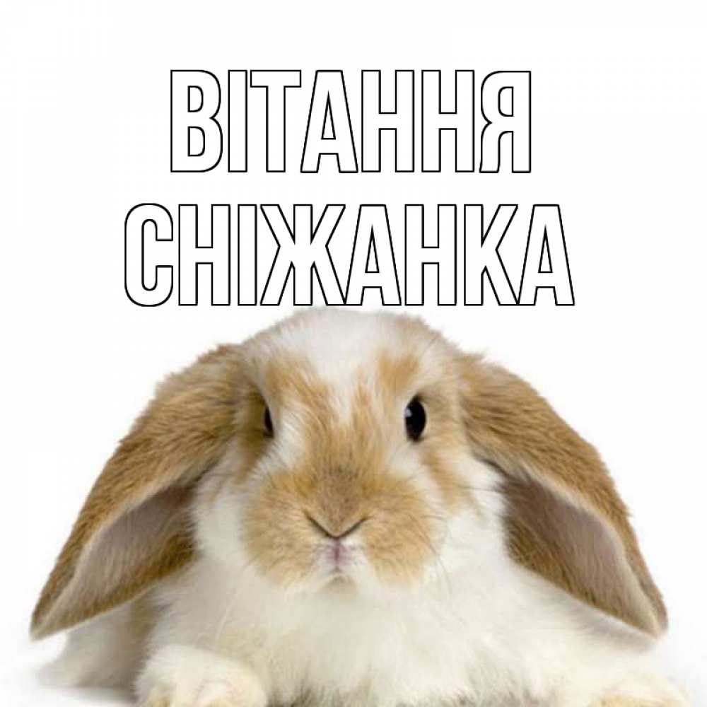 Открытка на каждый день з підписом, Сніжанка Вітання с животными Прикольна листівка з побажанням онлайн скачати безкоштовно 