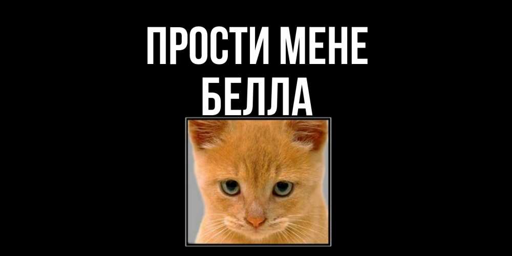 Открытка на каждый день з підписом, Белла Прости мене рыжий грустный кот просит прощения Прикольна листівка з побажанням онлайн скачати безкоштовно 