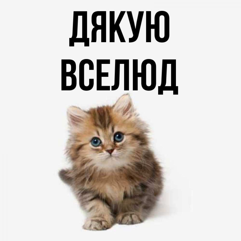 Открытка на каждый день з підписом, Вселюд Дякую пушистый котик Прикольна листівка з побажанням онлайн скачати безкоштовно 