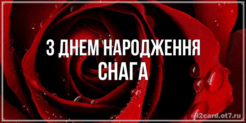 Открытка на каждый день з підписом, Снага З Днем народження крупная бордовая роза Прикольна листівка з побажанням онлайн скачати безкоштовно 
