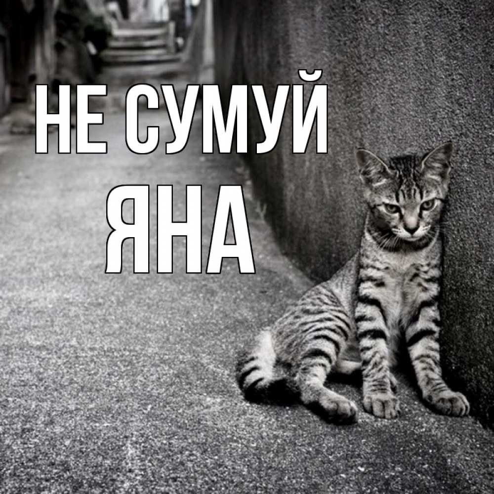 Открытка на каждый день з підписом, Яна Не сумуй скучающий котик Прикольна листівка з побажанням онлайн скачати безкоштовно 