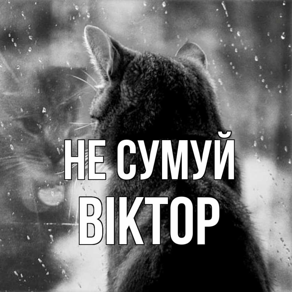 Открытка на каждый день з підписом, Віктор Не сумуй отражение кота 1 Прикольна листівка з побажанням онлайн скачати безкоштовно 