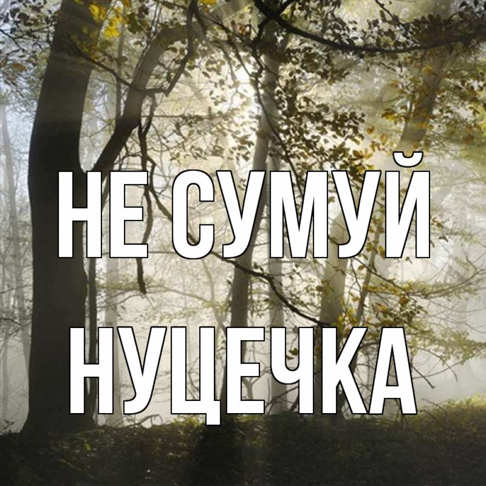 Открытка на каждый день з підписом, Нуцечка Не сумуй лес и свет Прикольна листівка з побажанням онлайн скачати безкоштовно 