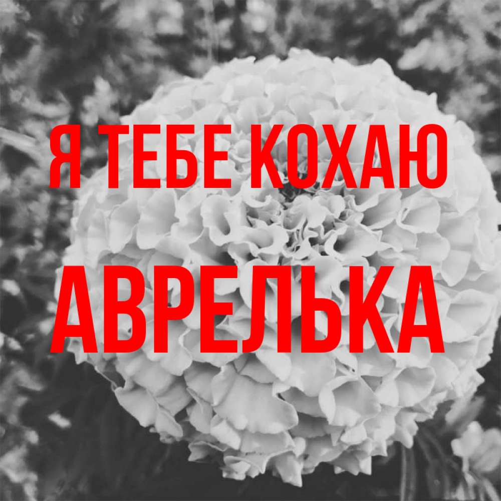 Открытка на каждый день з підписом, Аврелька Я тебе кохаю подпись Прикольна листівка з побажанням онлайн скачати безкоштовно 