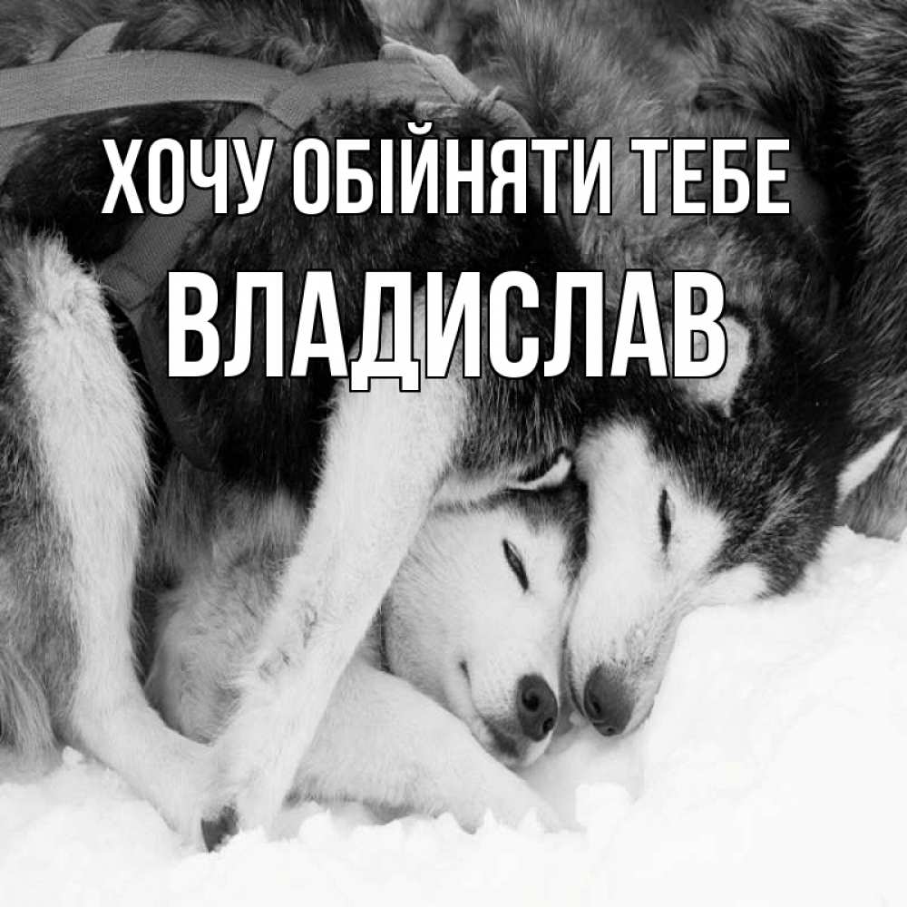 Открытка на каждый день з підписом, Владислав Хочу обійняти тебе собачки в упряжке Прикольна листівка з побажанням онлайн скачати безкоштовно 